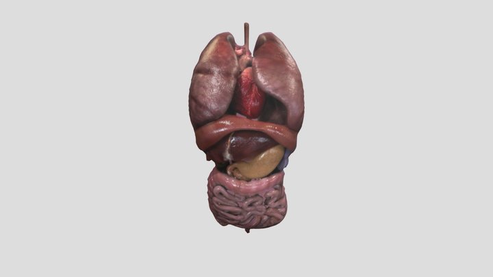 Human Organs 3D Model