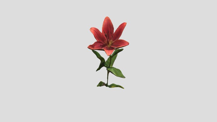 lily 3D Model