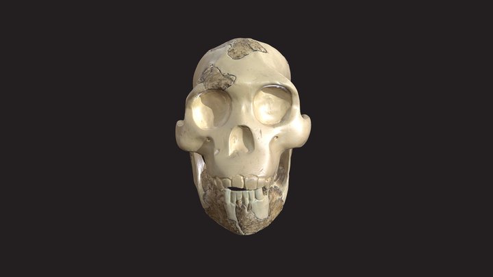 australopithecus afarensis lucy skull