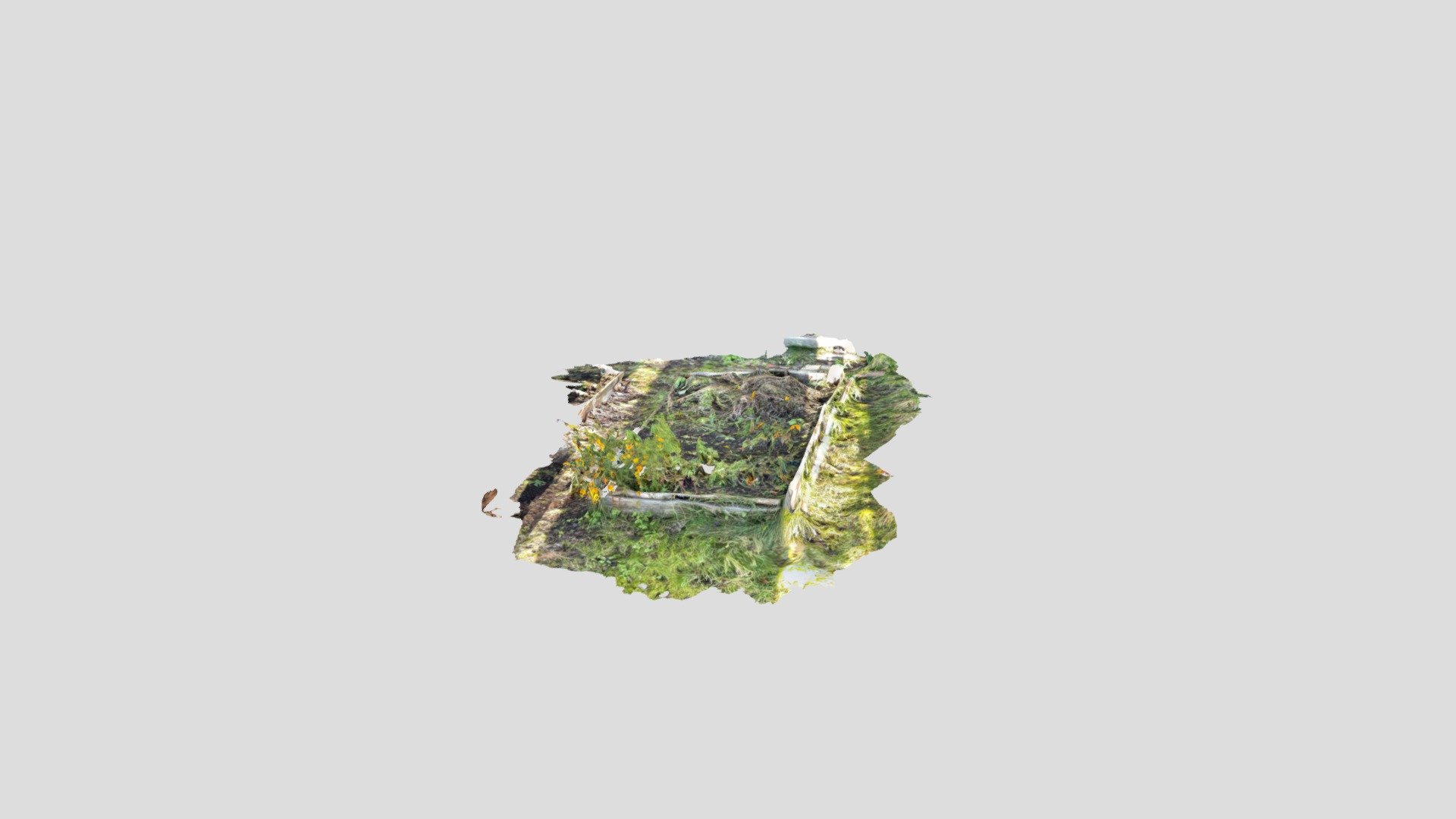 植物1