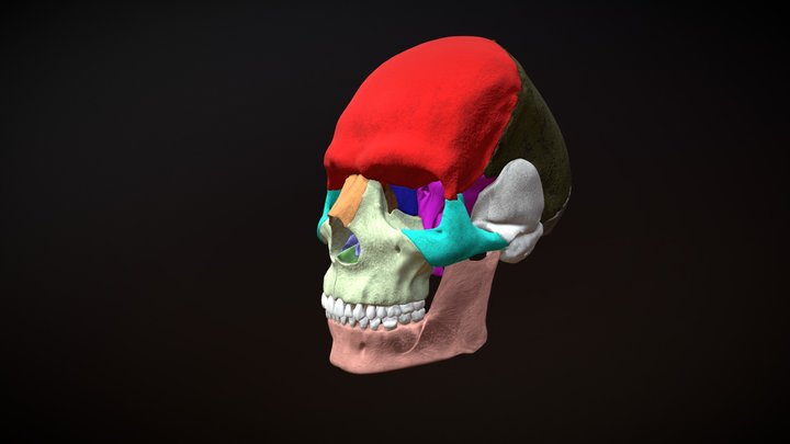 Skull color / Craneo color 3D Model