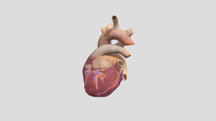 Jantung 3D Model