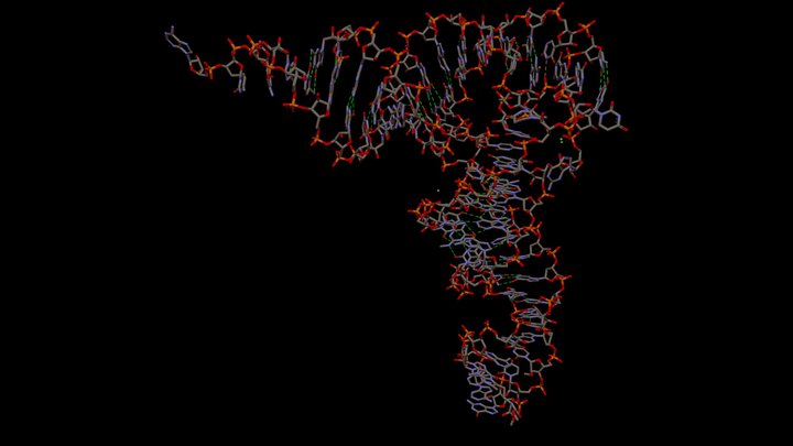 tRNA+Hbonds 3D Model