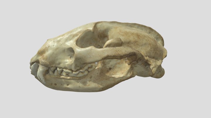 Skull of European Badger (Meles meles) 3D Model