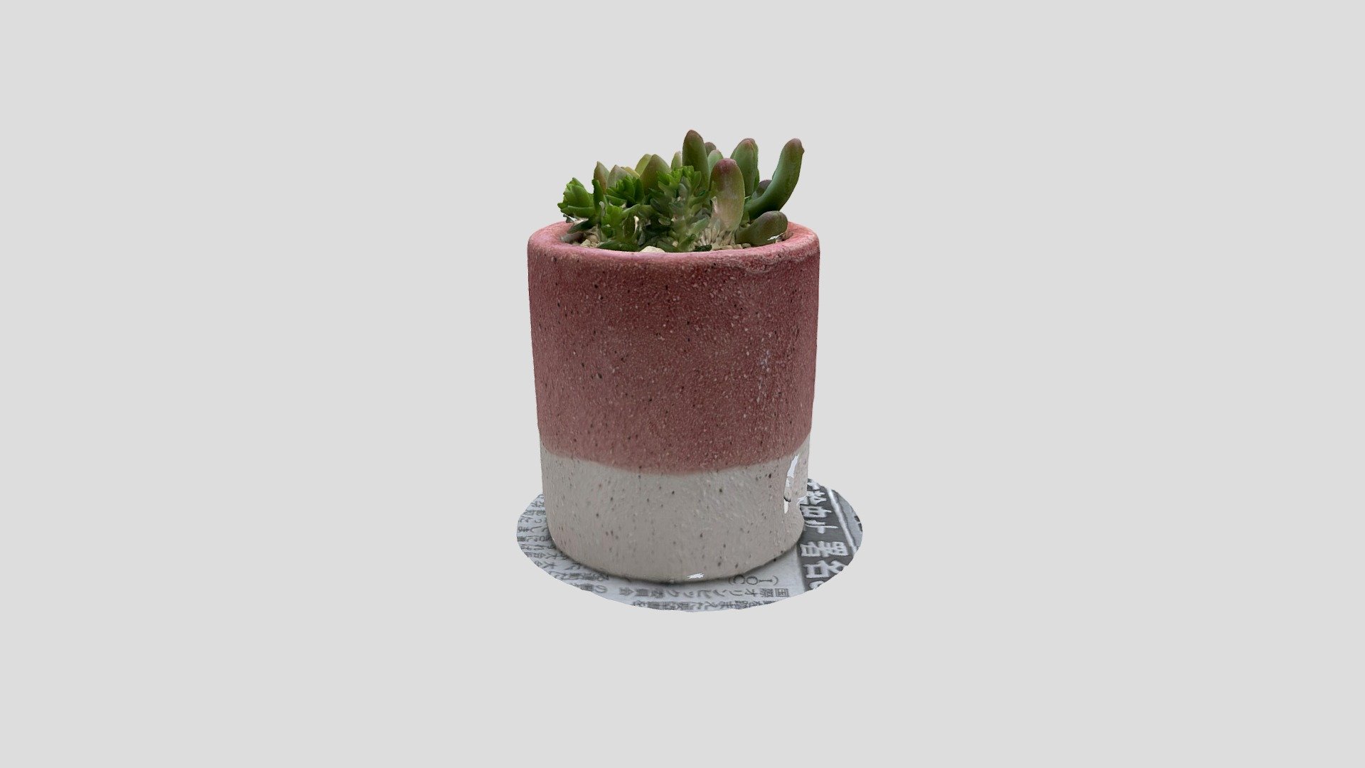 Succulent plants