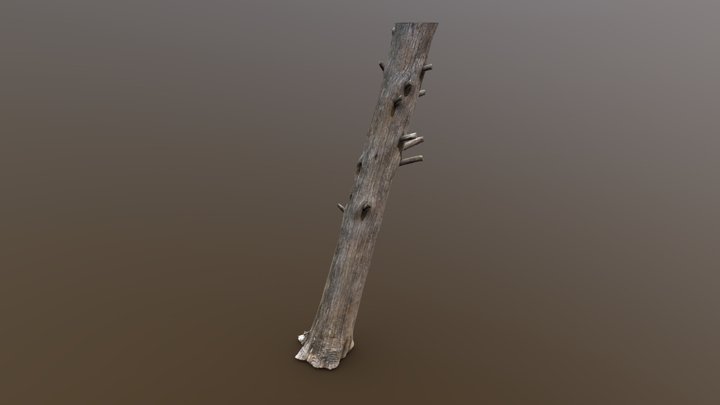 Eastern Red Cedar - Photogrammetry Scan 3D Model