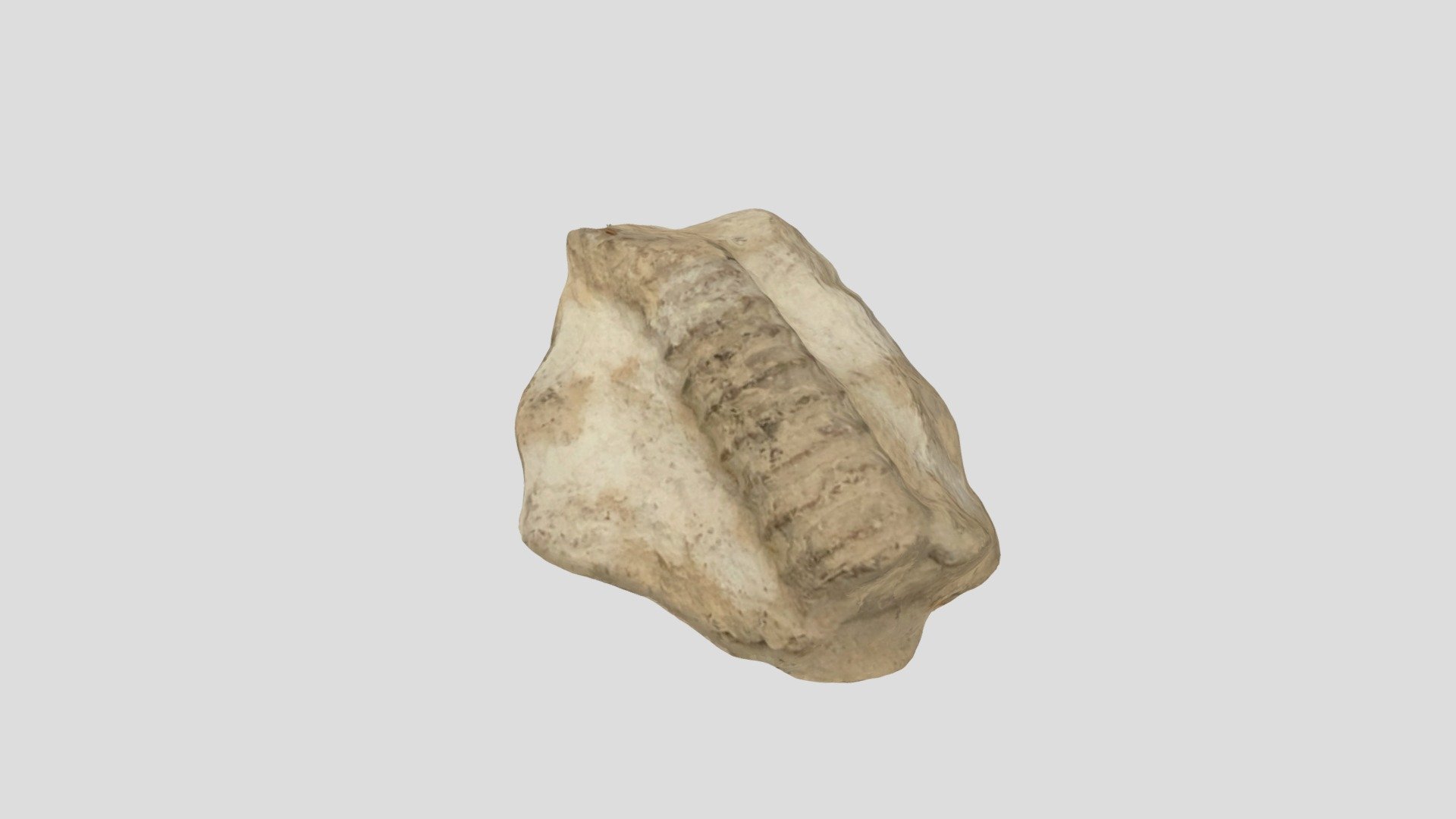 Crinoid
