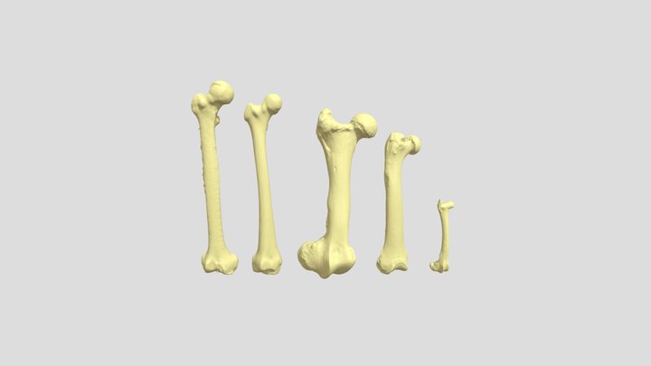 femurs to scale 3D Model