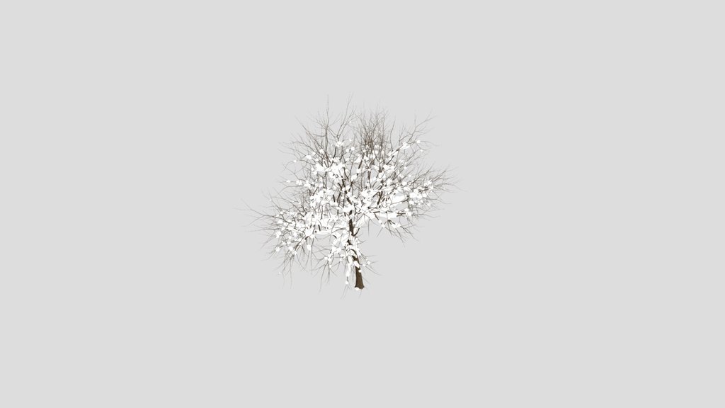 Fruit Tree Amygdalus Persica Peach