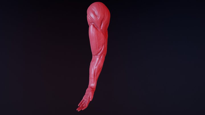 Arm Study 3D Model