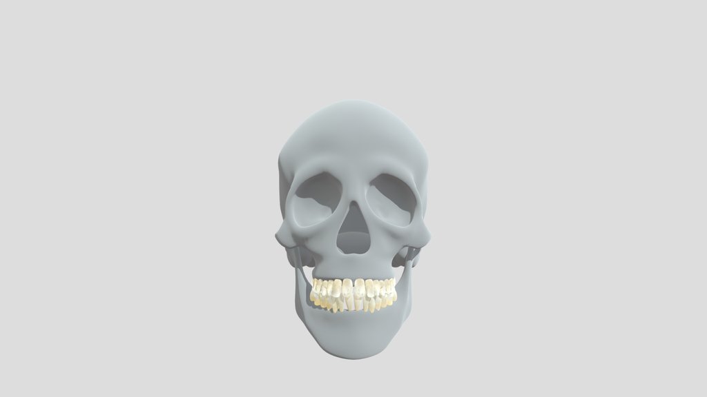 Human Head Skull