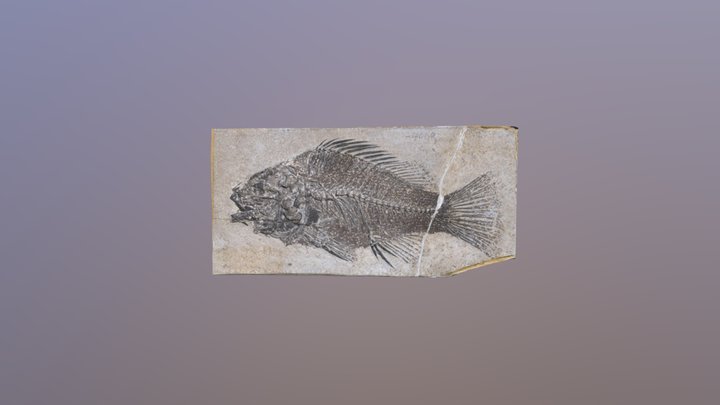 priscacara serrata fossil 3D Model