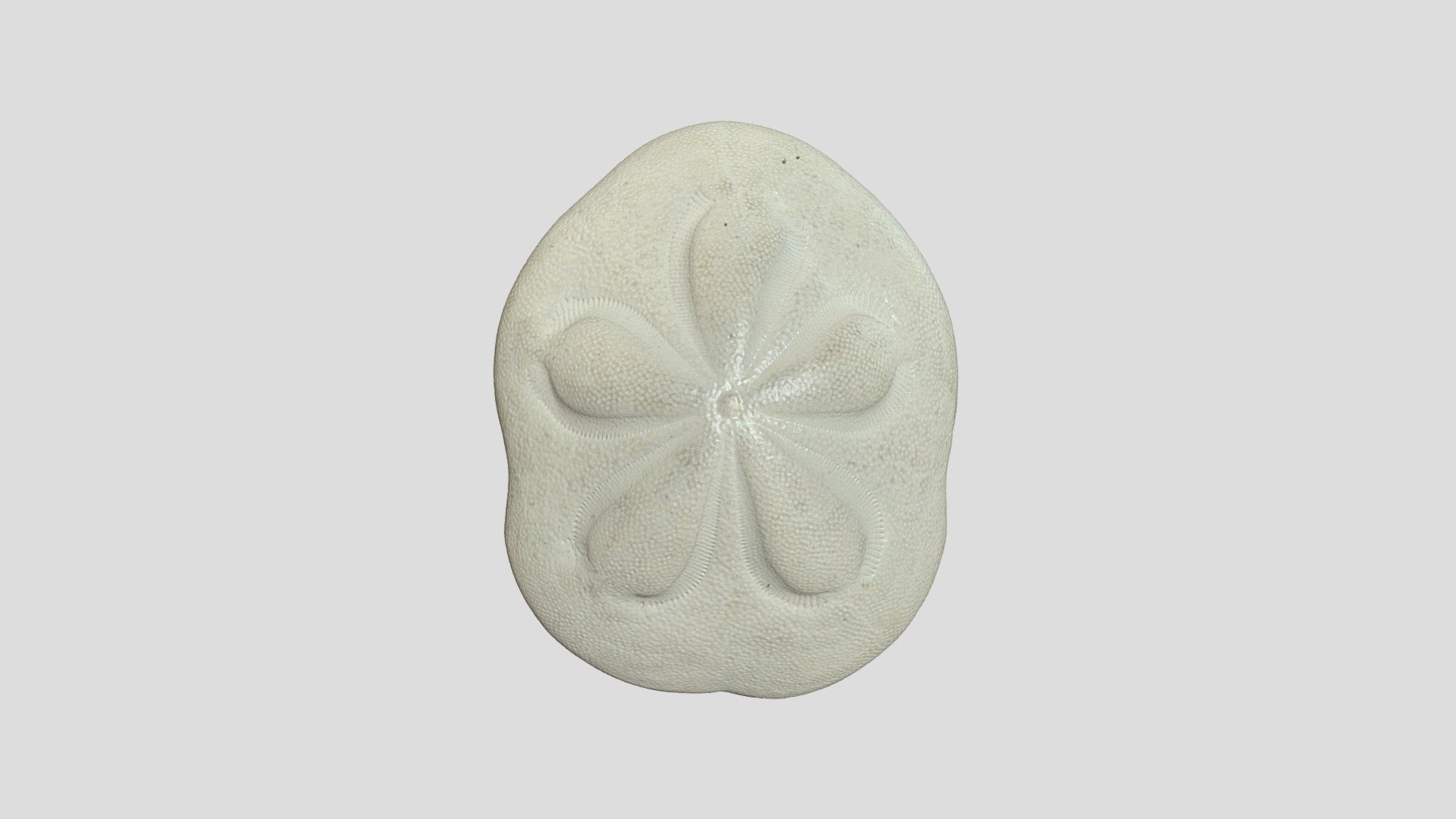 Unknown Fossil