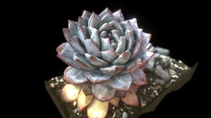 Succulent Scan – Kostenloses 3D-Modell STL