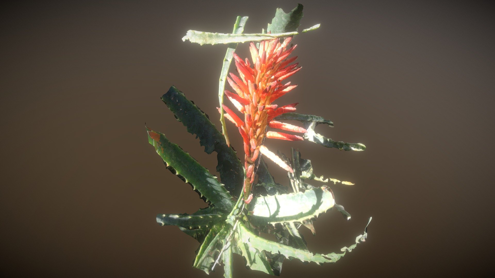 Aloe flower point of view
