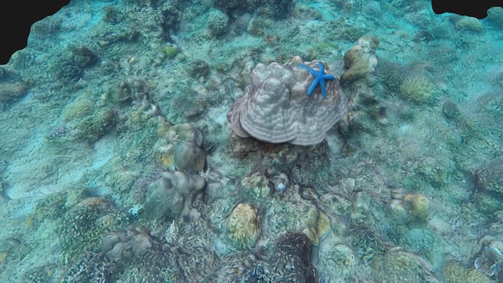 Devils Point corals 3D Model