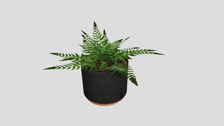 Fern Plant 3D Model