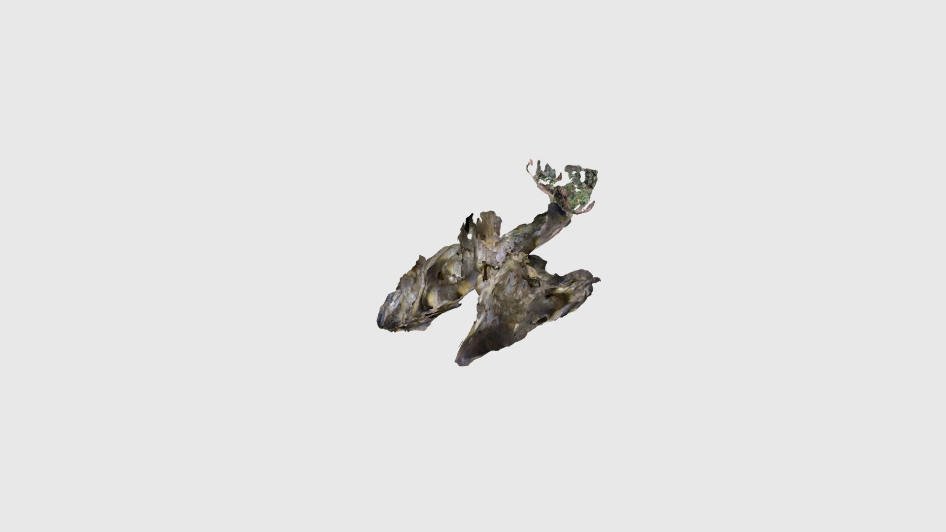 Oñako leizea - Download Free 3D model by ifsukia [f5886aa] - Sketchfab