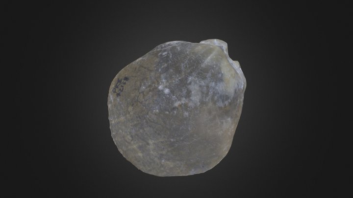 Brachiopod: Pentamerus oblongus (PRI 42138) – Modello 3D gratuito STL
