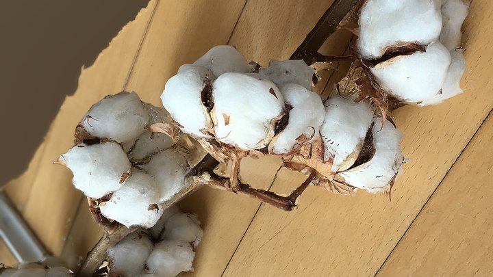 cotton 3D Model