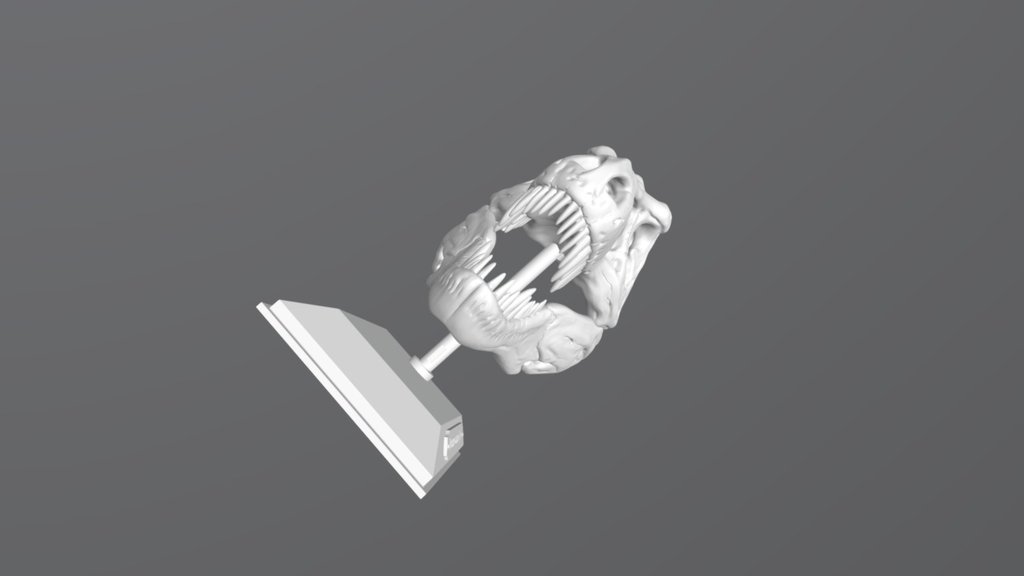 T- Rex Skull