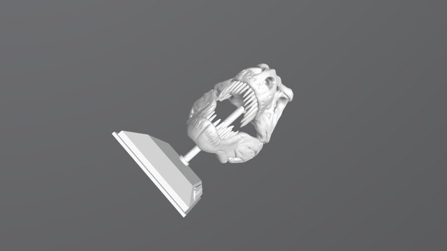 T- Rex Skull 3D Model