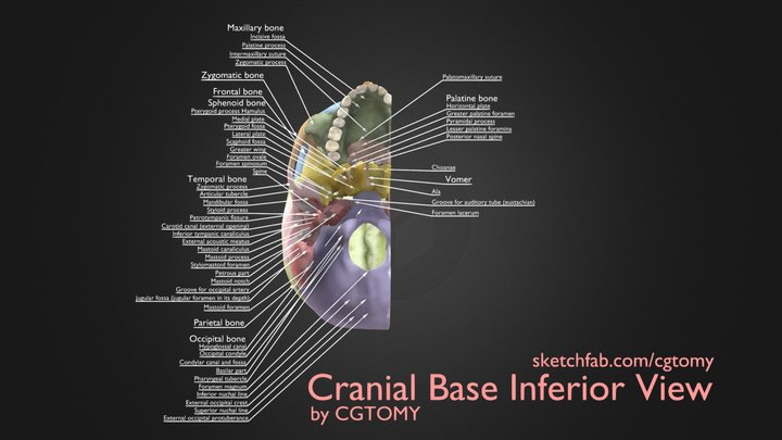 Cranial Base Inferior View 3D Model