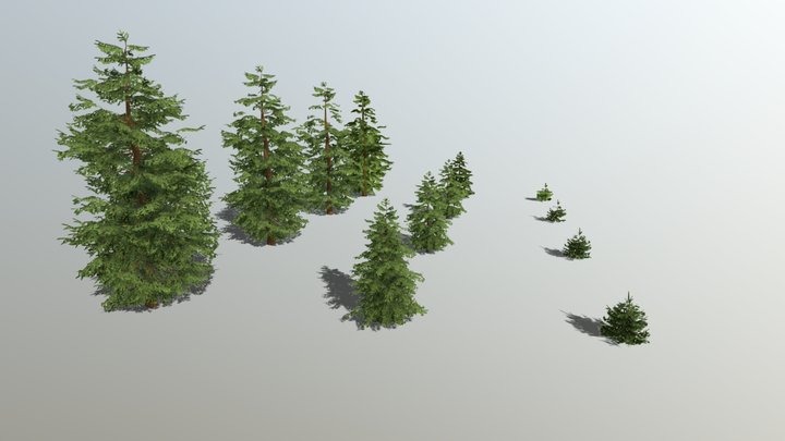 Realistic Fir Trees Pack (LODS, gameready) 3D Model