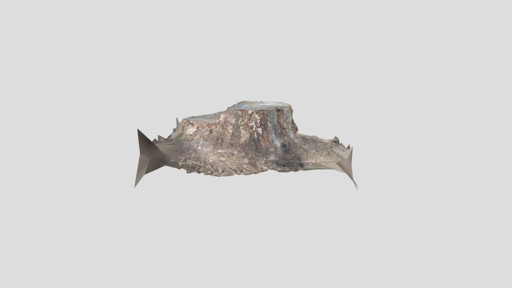 Conifer stump