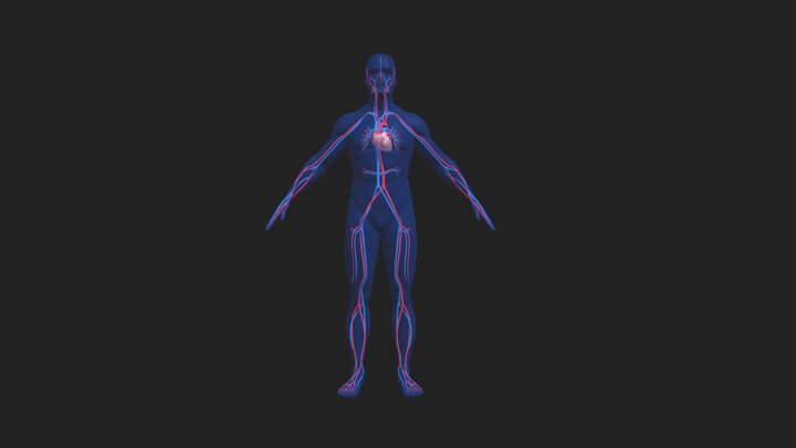 Cardiovascular System 3D Model