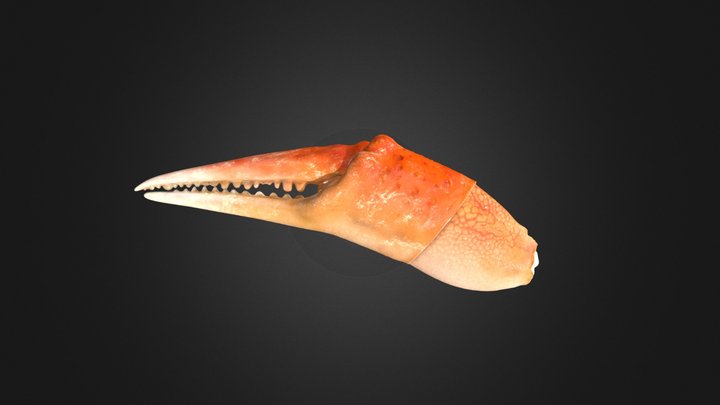 Crab Claw 3D Model