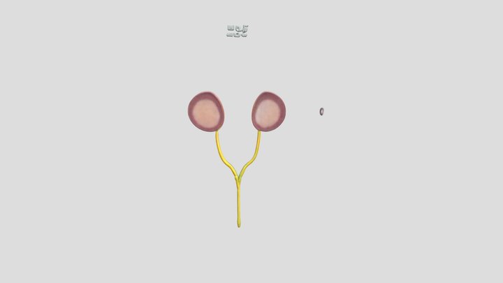 Meissner Corpuscles 3D Model