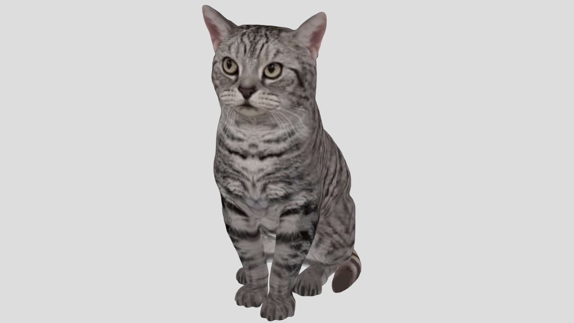 2012001-01-Mila- English Shorthair Cat