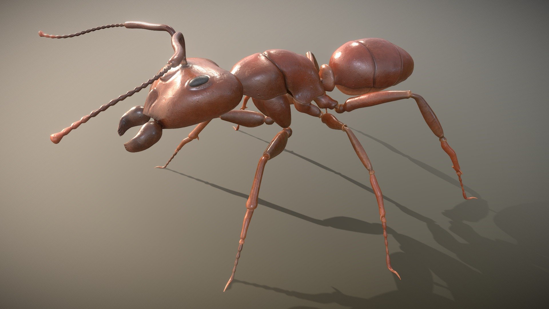 Ant Model 3d Model By Romavfx [f59a471] Sketchfab
