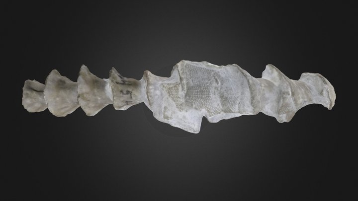 Bryozoan: Archimedes wortheni (PRI 70774) – Modelo 3D gratuito STL