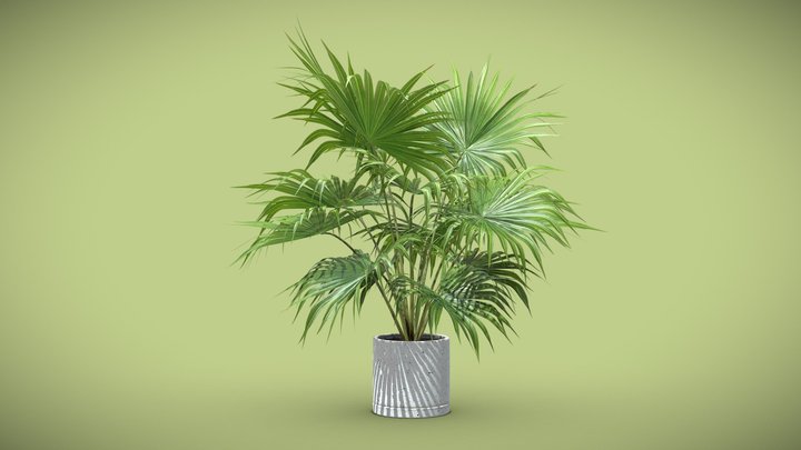 [FREE]  Livistona Chinensis - Fan Palm 3D Model