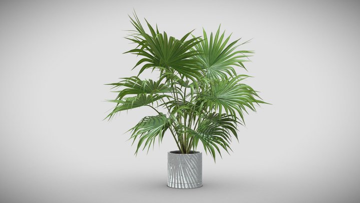 [FREE]  Livistona Chinensis - Fan Palm 3D Model