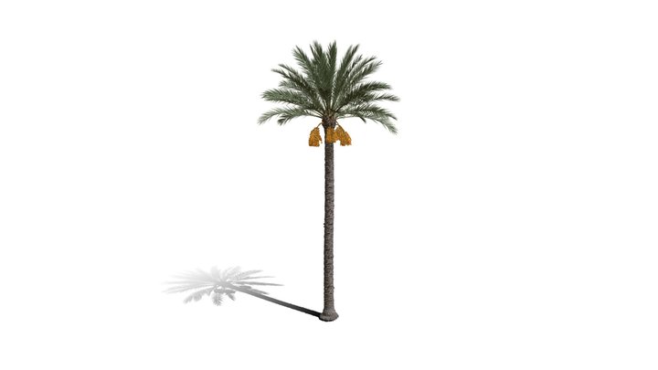 Realistic HD Date palm (13/78) 3D Model