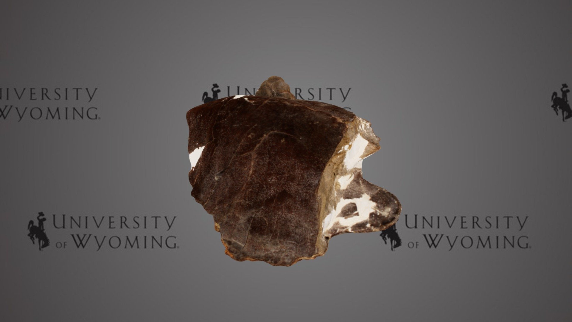 UW5627 - Baenidae, Shell with mineral growth - Download Free 3D model ...
