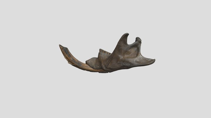 Castoroides Jaw 3D Model