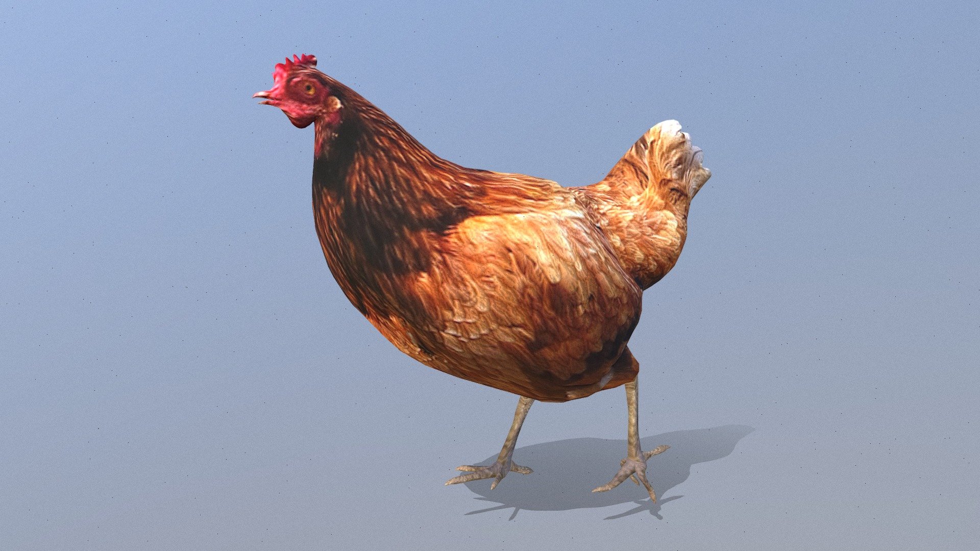 HEN BROWN CHICKEN Walking Fbx Pbr - 3D model by Translucent Rainbow ...