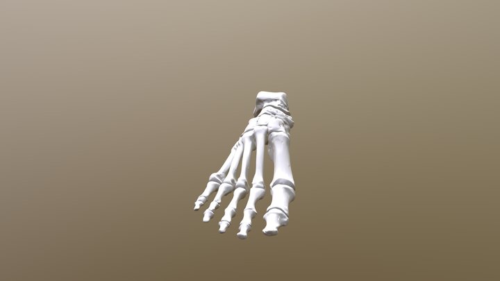 Foot-Plane Synovial Joint 3D Model