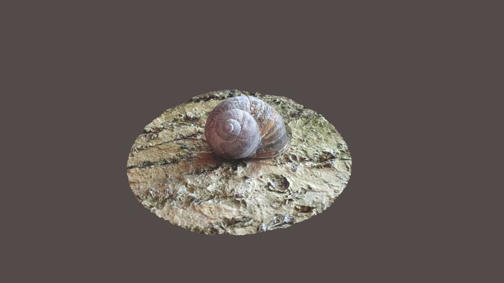 Snail 3D Model