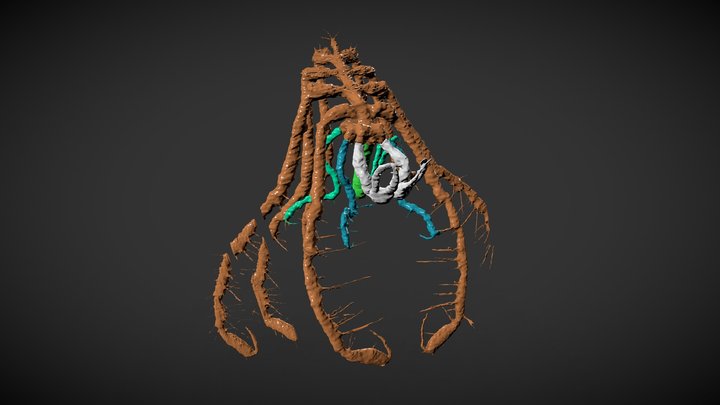 Haliestes dasos 3D Model