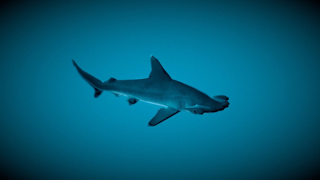 Scalloped Hammerhead Juvenile (LOW POLY)