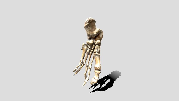 Foot (t3dpma) 3D Model