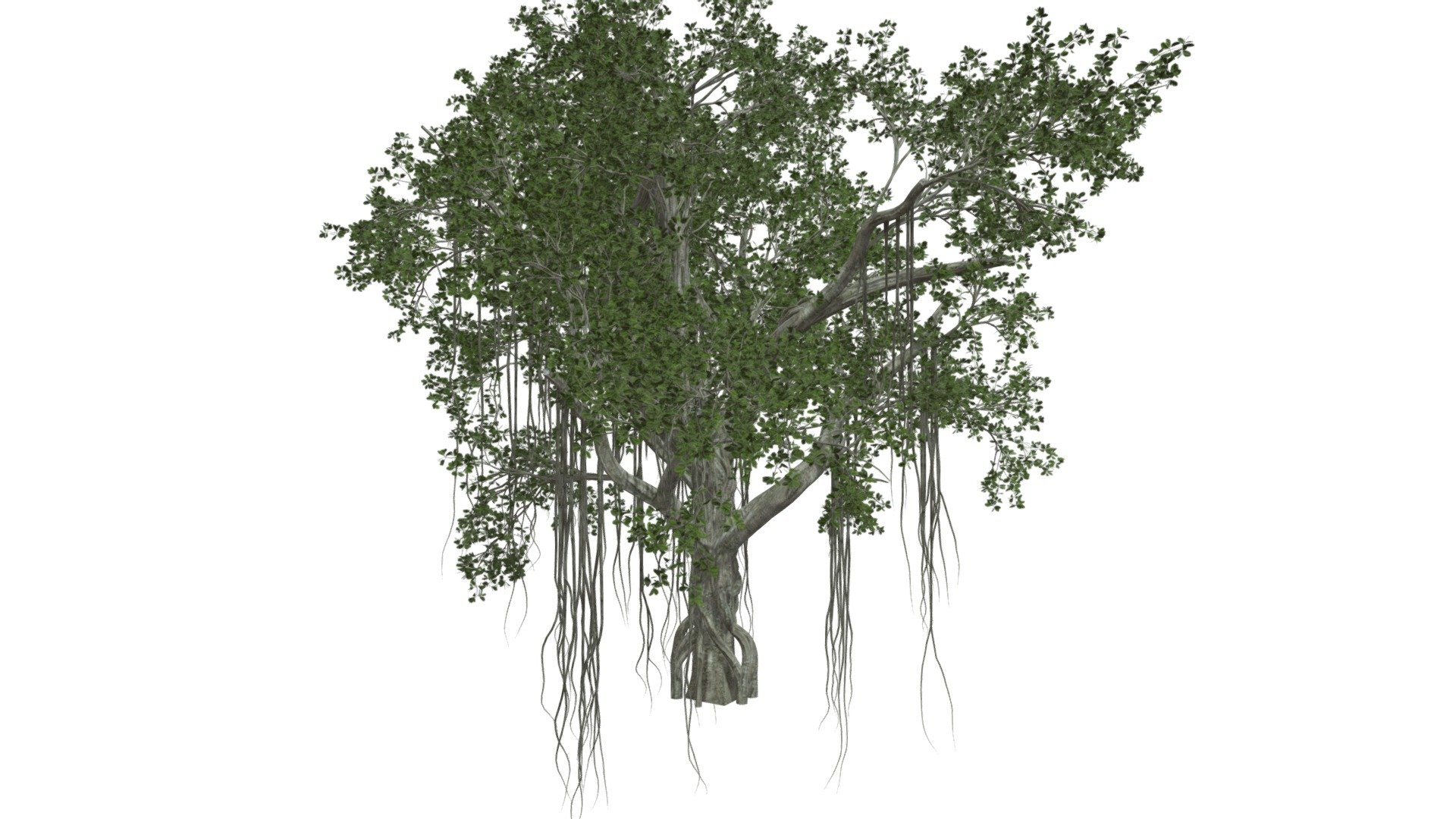 Chinese Banyan Tree #03 - Buy Royalty Free 3D model by meshshape ...