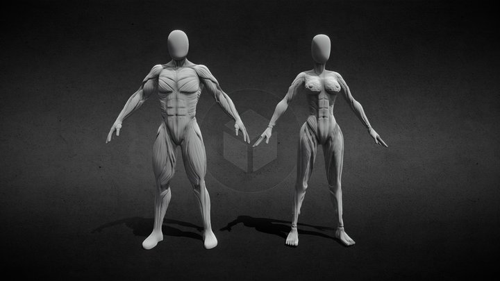 Human Anatomy Sculpt 3D Model