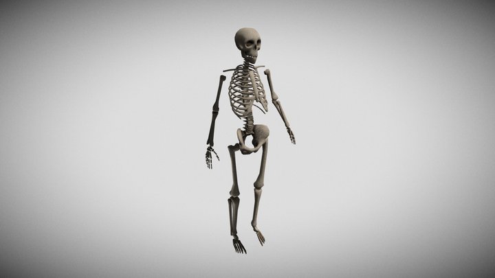 Skeleton 3D Model
