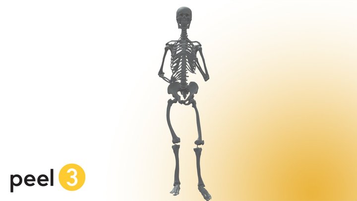 Skeleton scanned with the Peel 3
